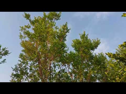 Arbol arrayan respondiendo preguntas y dudas