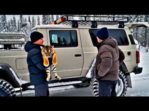 tiger Rescue in Critical Situation | #animals #wildliferescue #wildlife #tiger #rescueefforts #movie