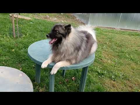 Nemecký vlčí špic