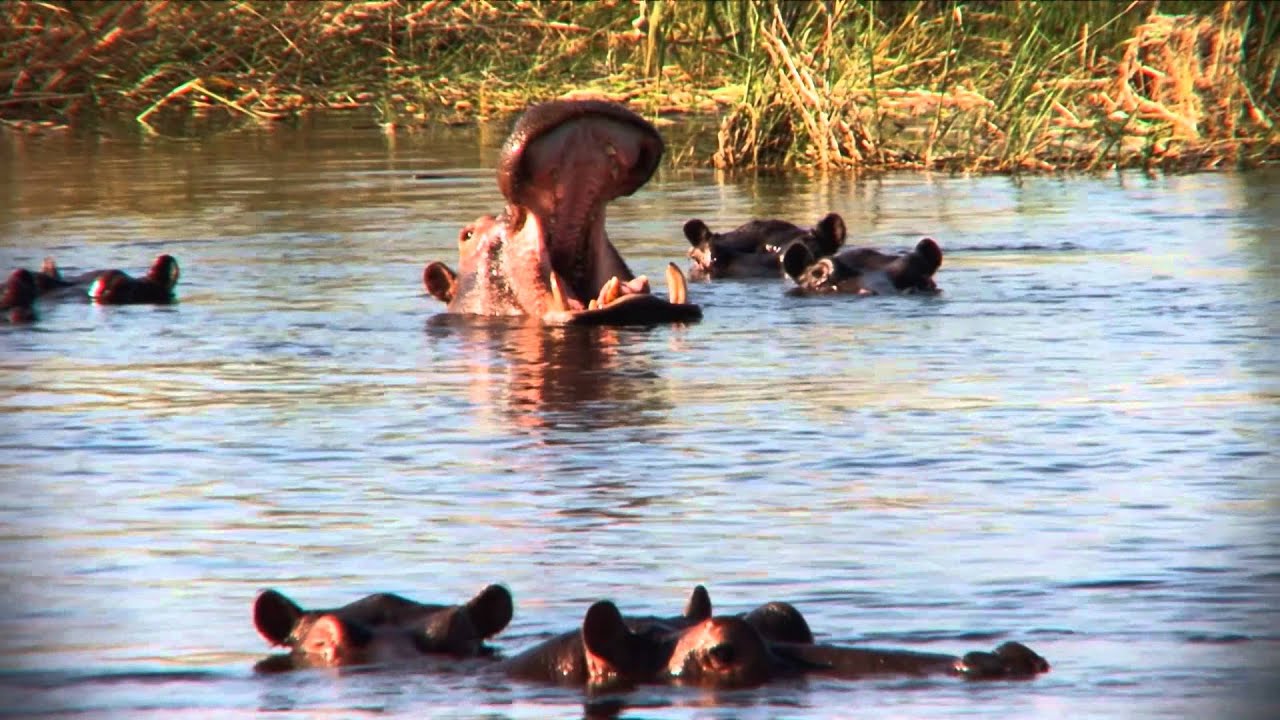 Namibia: Etosha Nationalpark (0:32)