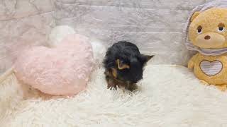 ヨークシャーテリアの動画01