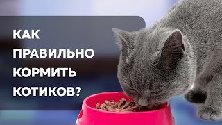 Смотреть онлайн Чем можно кормить котов