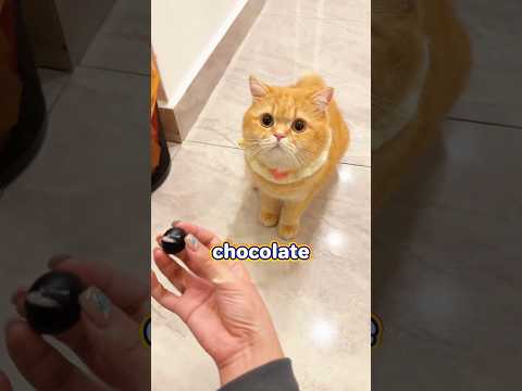 Cat Luna’s Surprise: The Chocolate Has Fruit Inside #cat #cats #pets #funny #catlife  #shorts  #cute