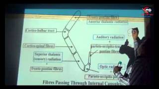Dr Ahmed Elzainy Projection fibers  Neuroanatomy الدكتور احمد الزيني