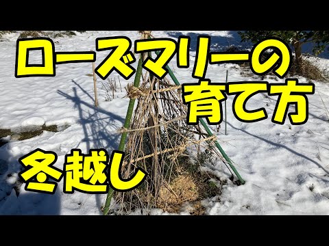 ローズマリーの越冬のヒント 植物