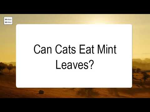 Can Cats Eat Mint Leaves