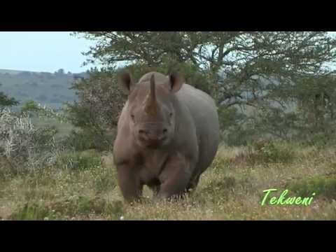 How To Stop A Charging Black Rhino 🦏