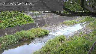 東橋映像監視局