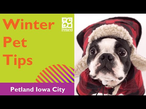 Winterizing Your Pet