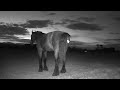 Nero S Glow In The Dark Poop Infrared Horse Cam Catches Neon Surprise