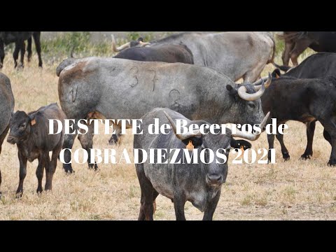 DESTETE de los Becerros de COBRADIEZMOS 2021