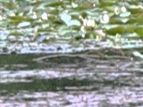 BEAVER!!! at Eutopos on Lake Napen