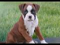 Boxer dogs for sale: Clara  - Video 1