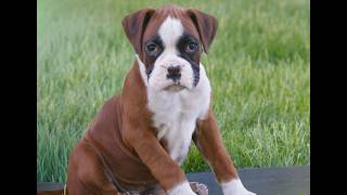 Video preview image #1 Boxer Puppy For Sale in HONEY BROOK, PA, USA