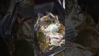 Download lagu fresh fish #viralshorts mp3 Download lagu fresh fish #viralshorts mp3