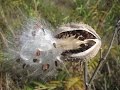 Seed dispersal -- The great escape
