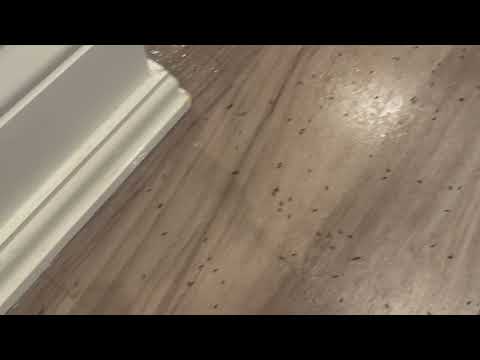 Why the Homeowner Couldn't Get a Handle on the Ant Infestation in Fair Haven, NJ
