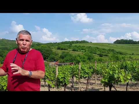 Dani on the wine route of Moravia, Czech Republic