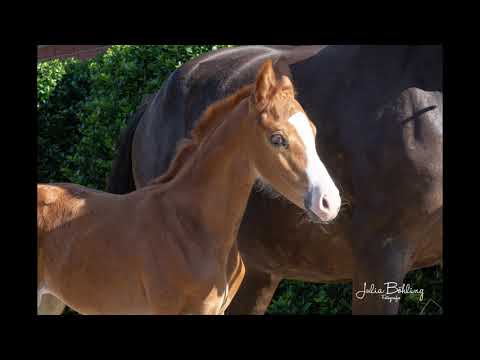 Stutfohlen von Sezuans Donnerhall - Don Romantik - Rohdiamant zu verkaufen