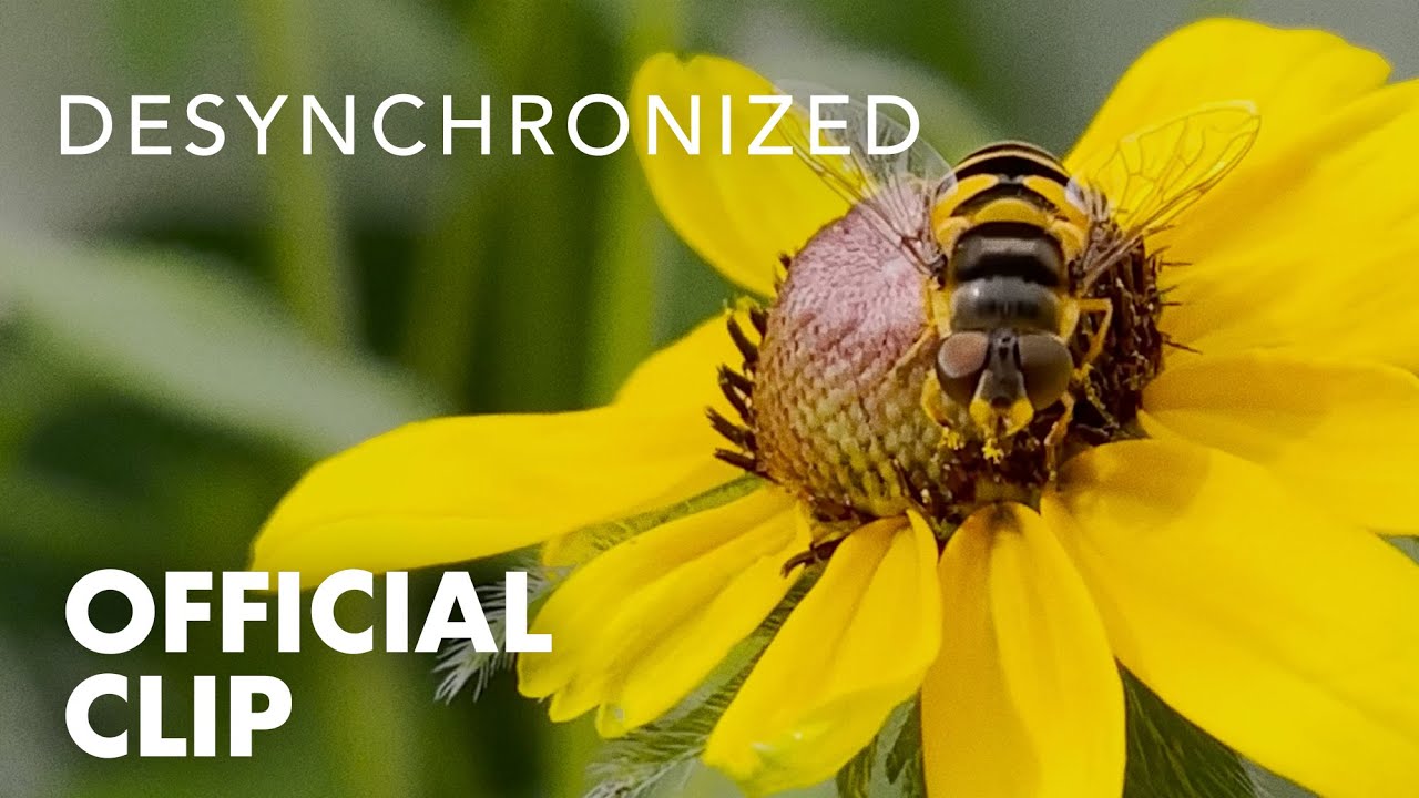 DESYNCHRONIZED | Not a Bee! The Hoverfly: Pollinator in disguise | Official Clip