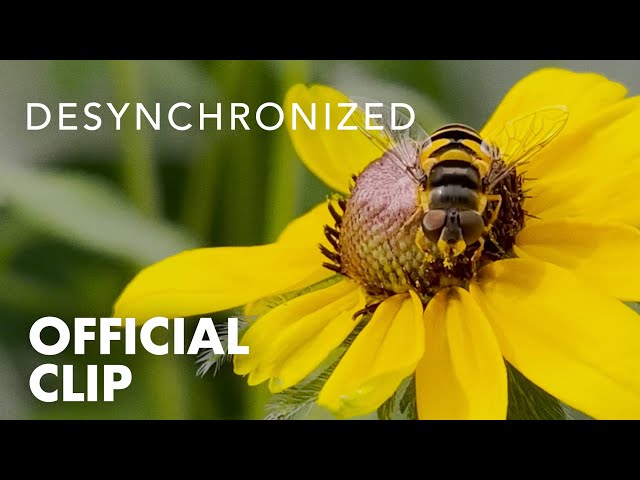 DESYNCHRONIZED | Not a Bee! The Hoverfly: Pollinator in disguise | Official Clip