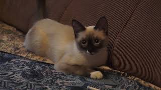 preview picture of video 'Кошка тайская . Гоньчая барзая'