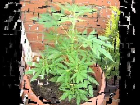 relatos de una vida fracasada-Callao Cartel