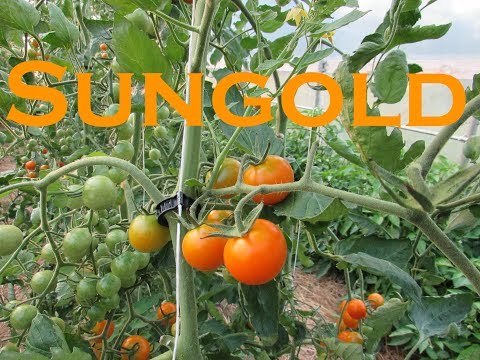 , title : 'Vegetable Variety Review: Sungold Cherry Tomato