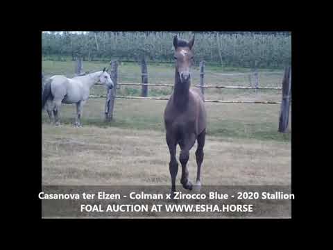 Casanova ter Elzen - Colman x Zirocco Blue - 2020 Stallion