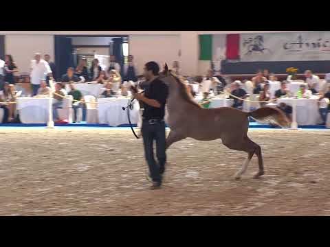 N.105 AMIRA FANA - Italian Nationals 2018 - Futurity Fillies (Class 13)