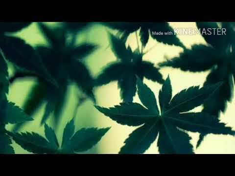 Demarco hotta maestro Lazo body (Raw)