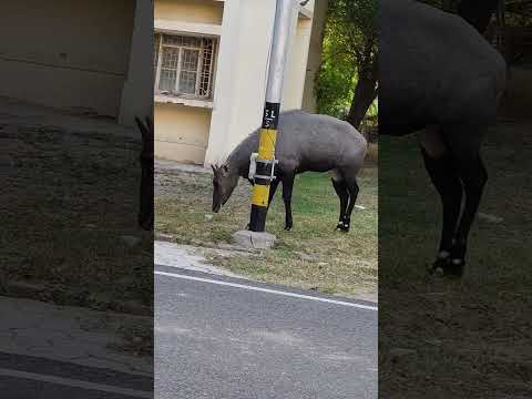 Nilgai🐂|Today Morning pranati odiashorts✨ #minivlog #vlog #odia #pranati #morning #shorts #subscribe
