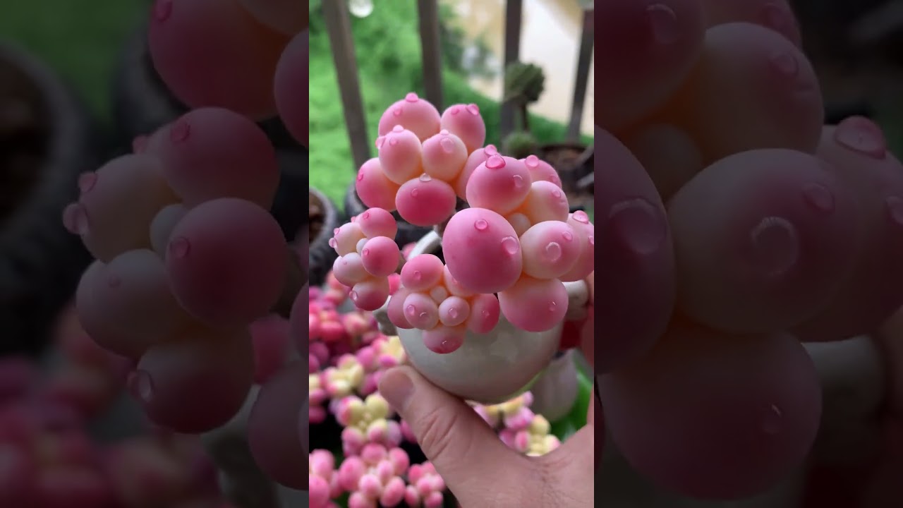 Charming Chubby Succulent Arrangements for Balcony Displays