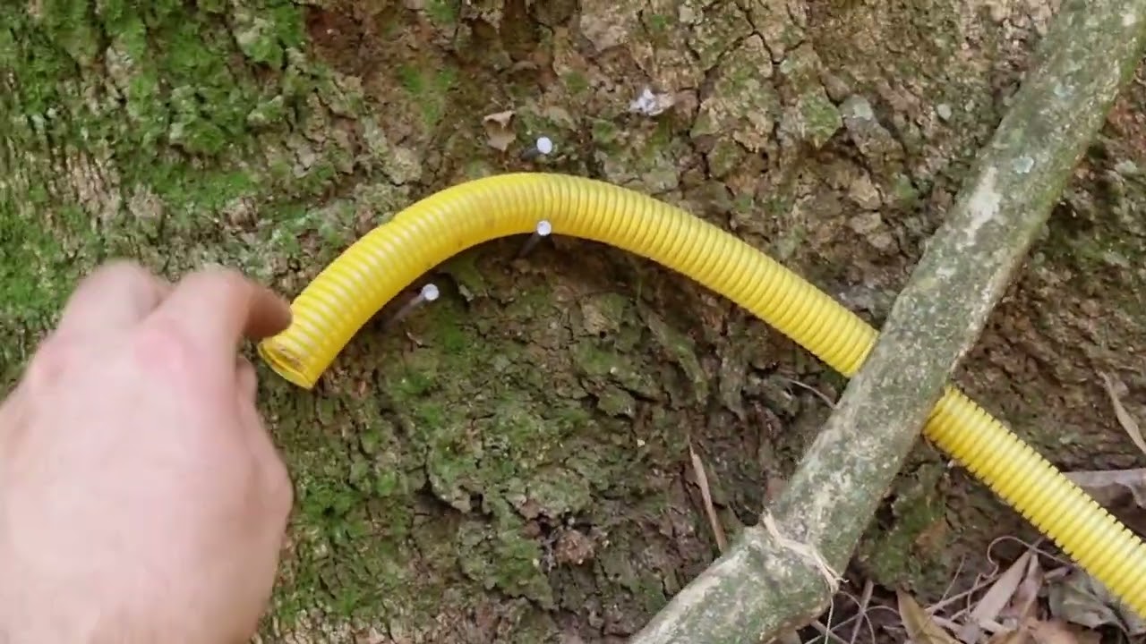 Instalando iscas subterrâneas para mandaçaia da terra