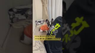様子を見るワンコ #フレンチブルドッグ #フレブル #vlog #イッヌ #日常 日常