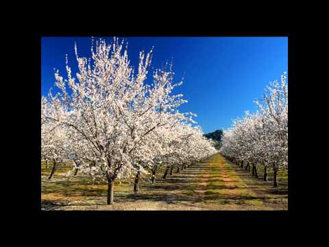 Tshuaj Tsw Qab by Kristine Xiong