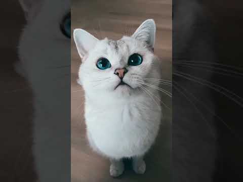 Dumb Blue Eyed Cat - Cute Blue Eyes White Cat Video #SHORTS
