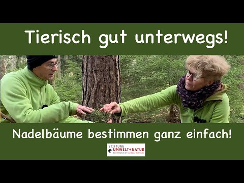 Tierisch gut unterwegs! Nadelbäume bestimmen ganz einfach!