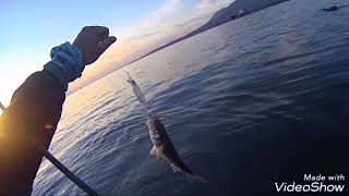 Duo tide minnow 90 cd