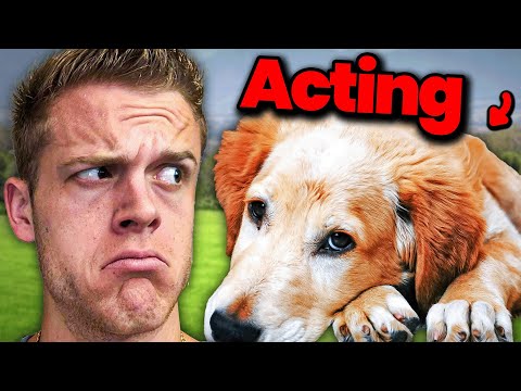 The Complex Job Of A Dog Acting