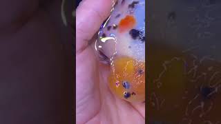 Download lagu Sexing Goldfish! (Male Vs Female) mp3