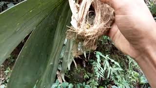 Download lagu ambil anakan burung pijantung liar di kebun salak mp3