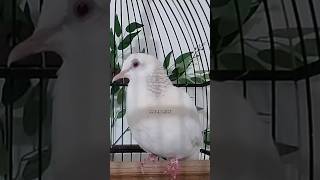 Download lagu Tekukur Gacor Putih Kuk 3 Super Mewah ‼️ #tekukur mp3 Download lagu Tekukur Gacor Putih Kuk 3 Super Mewah ‼️ #tekukur mp3