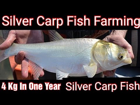 , title : 'सिल्वर कार्प मछली पालन कि सम्पूर्ण जानकारी ।। Silver Carp Fish Farming In India'