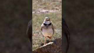 Download lagu KICAU BURUNG Pailing 🔥😎#shorts #birdslover #birdsworld #kicaumania #burungkicau #masteranburung mp3