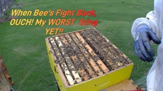 "WHEN BEES FIGHT BACK! Bee Stung Me During Hive Inspection! 🐝