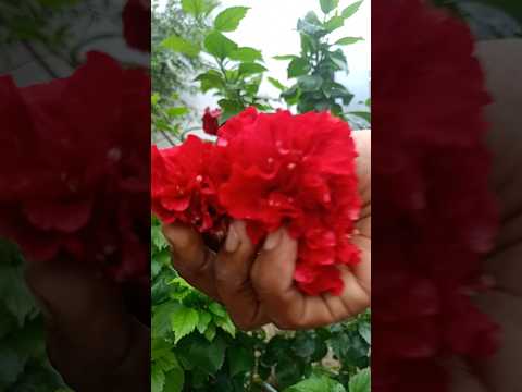 gudhalkebeautifulflowers#sweet#ideasgardendesign #beautiful#ideas🌺🌺🌺🌺