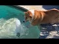 Corgi Tries To Swim Through The Air