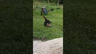 Download lagu cara ayam kawin mp3