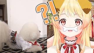 드디어 강아지가 되어버린 카나데